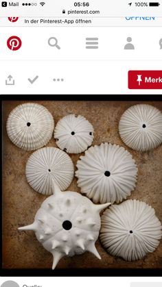 four white sea urchins sitting on top of a tile floor