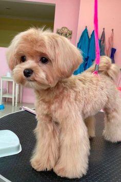 a small brown dog standing on top of a hair salon table in front of a mirror