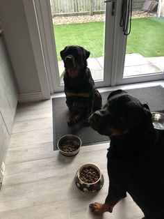 a dog sitting on the floor next to his food bowl and looking at another dog