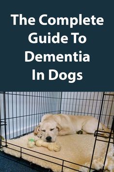 How to care for a dog with dementia. Doodle Bug, Buster Brown, Dog Health Tips, Cutest Dogs, Dog Nutrition, Dog Allergies, Dog Skin, Older Dogs