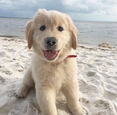 a white dog sitting on top of a sandy beach next to the ocean with its tongue hanging out