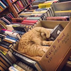 an orange cat curled up in a book box on top of bookshelves filled with books