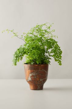 a potted plant sitting on top of a table