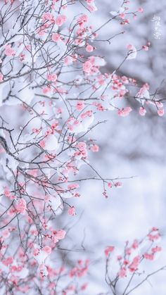 pink flowers are blooming on the branches of a tree in the snow, against a white background