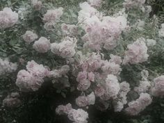 pink flowers are blooming in the garden