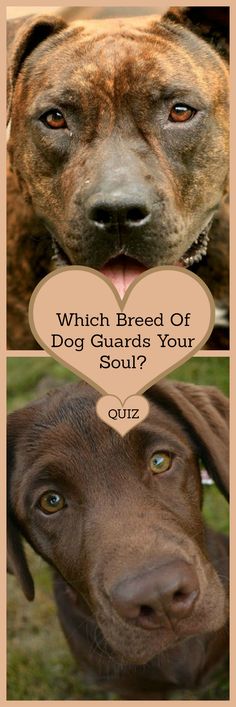 two pictures of dogs with the words which breed of dog guards your soul?