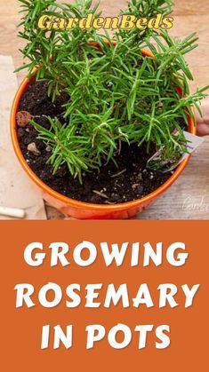 growing rosemary in pots with text overlay