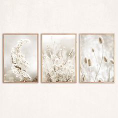 three pictures of flowers on a wall with white walls and flooring in the background