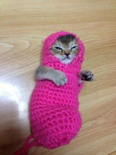 a small cat is wrapped in a pink knitted blanket and sleeping on the floor