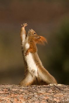 a squirrel is standing on its hind legs and reaching up to the sky with his hands