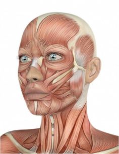 an image of the muscles and their major facials on a man's face