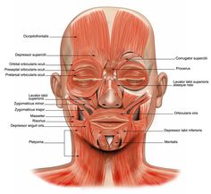 the muscles and their major structures are labeled in this diagram, which includes the upper half of