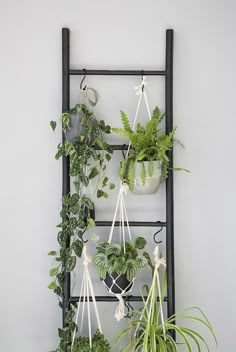 several potted plants are hanging on a black metal rack with white string attached to it