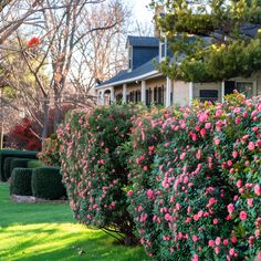 pink flowers line the side of a hedge in front of a house