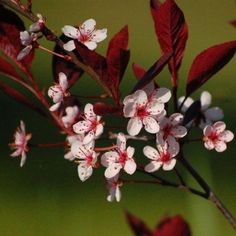 some red and white flowers on a branch with green backround in the background