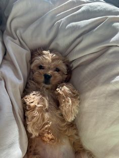 a small brown dog laying on top of a bed covered in white sheets and blankets