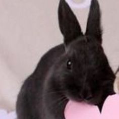 a black rabbit holding a pink heart shaped object