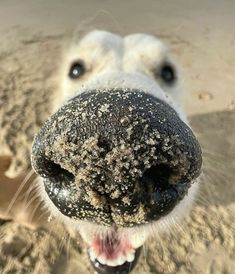 a close up of a dog's nose with dirt all over it and its mouth