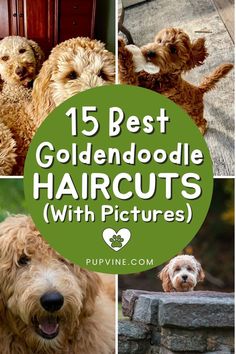 Looking for the best Goldendoodle haircuts for your beloved pooch? Here are 15 ideas you might find fun to try! Different Dog Haircuts, Dog Haircuts Goldendoodle, Goldendoodle Mullet Haircut, Groom A Goldendoodle, Golden Doodle Mullet Haircut, Doodle Cuts For Summer, Cute Goldendoodle Haircuts, Micro Goldendoodle Haircuts, Micro Mini Goldendoodle Haircut