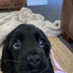 a close up of a black dog on a carpeted floor with furniture in the background