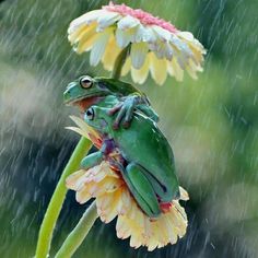 a frog sitting on top of a flower in the rain with a quote above it