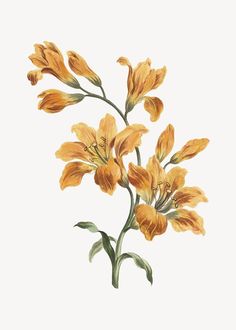 an illustration of yellow flowers on a white background