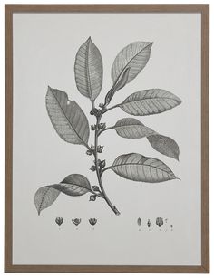 a black and white drawing of a leafy branch with several small leaves on it