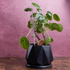 a potted plant in a black vase on top of a wooden table next to a pink wall