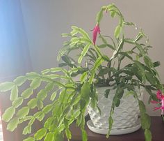 a potted plant sitting on top of a wooden table