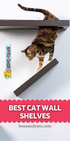 a cat walking on top of a shelf with the caption best cat wall shelves