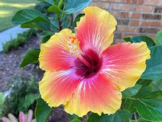 a yellow and red flower with green leaves