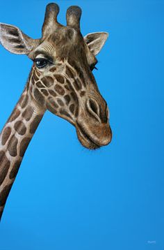 a giraffe's head is shown against a blue sky