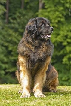 a large brown and black dog sitting in the grass