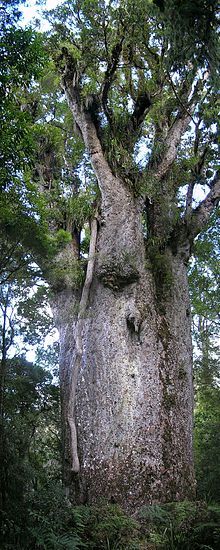 a large tree in the middle of a forest with lots of leaves on it's trunk