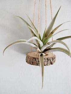 an air plant hanging from a rope on a white wall