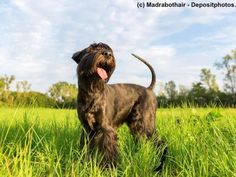 a black dog standing in the grass with its tongue out and it's tongue hanging out