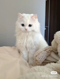 a white cat sitting on top of a bed next to a teddy bear