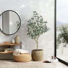 a cat laying on the floor next to a potted plant