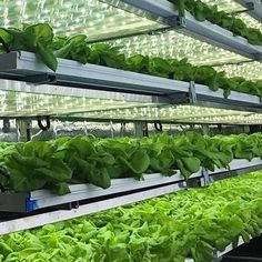 rows of lettuce growing in a hydropony with lights on the ceiling