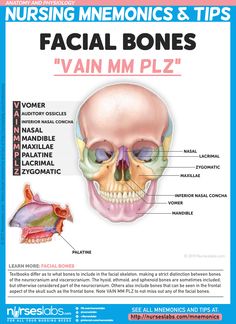 the facial bones are labeled in this diagram