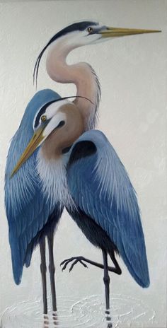 two blue herons standing next to each other