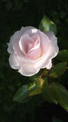 a pink rose with green leaves in the background