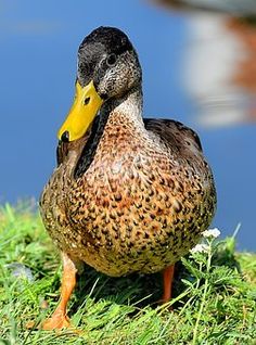 a duck standing in the grass next to water with it's head turned towards the camera