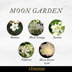 the moon garden has seven different types of flowers in each flower, and one is white