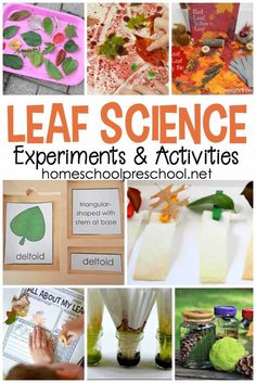 leaf science experiments and activities for homeschoolers