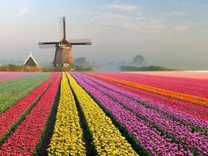 a windmill in the middle of a field of tulips and other colorful flowers