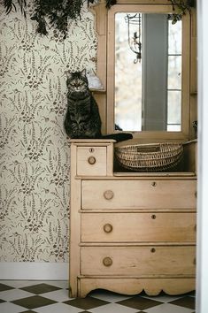 a cat sitting on top of a dresser in front of a mirror and wallpaper