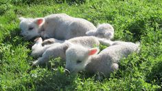 three lambs are laying in the grass together