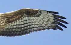 an owl is flying through the air with its wings spread