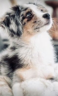 a dog sitting on the floor looking up